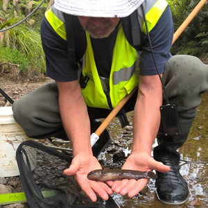 fish monitoring