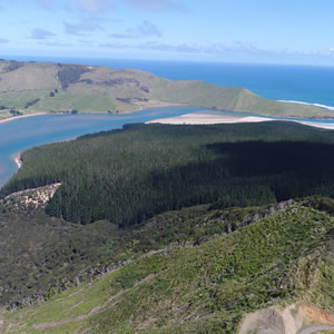 manukau forest