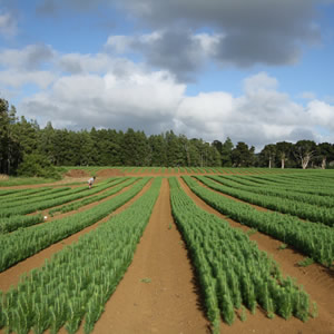 silviculture nursery