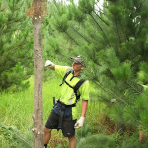 silviculture pruning