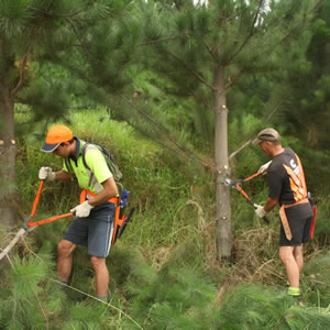 silviculture pruning