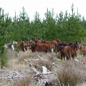 te hiku horses