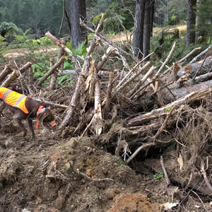 tohu looking for kiwi nests shep