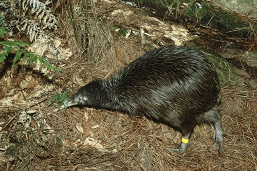 kiwi in pine